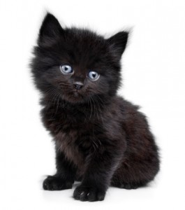 black-cat-with-blue-eyes-breedblack-kittens-with-blue-eyes---animal-box-picture-0hkrisnh