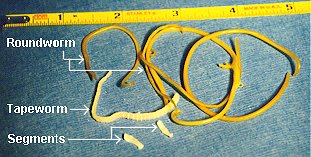 roundworm and tapeworm treatments