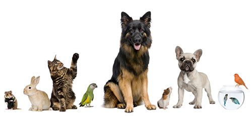 Pet insurance advice | Vale Vets